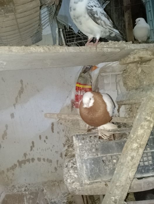 Кабутар сотилади