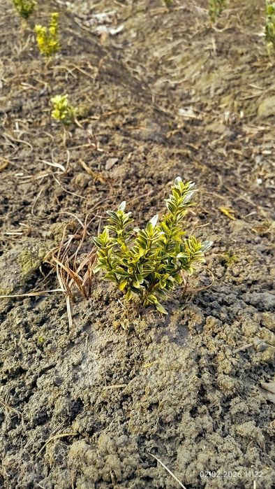 Shamshod bravo , eyonomus