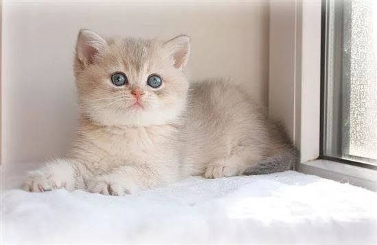 Продаются британские котята,золотые шиншиллы