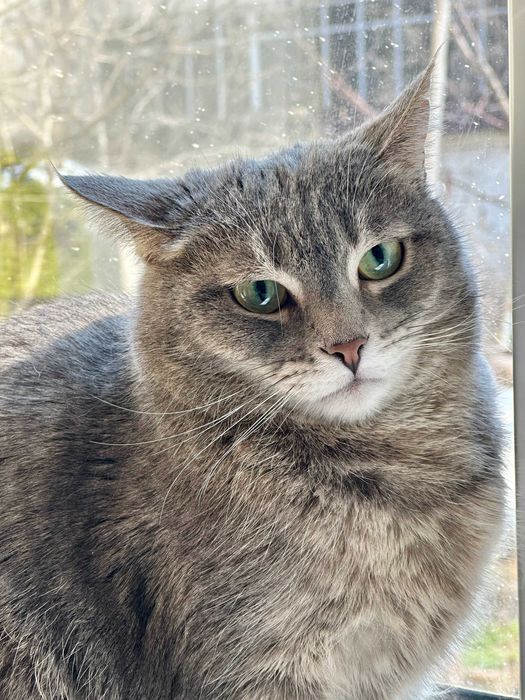 Отдам кошку Тимоню в добрые руки