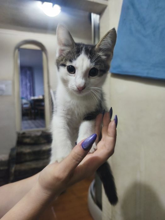 Отдам котёнка мальчик