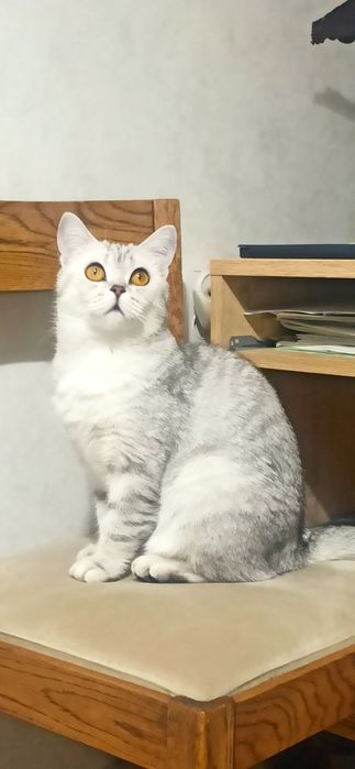Продам кошку породы Скотиш страйт