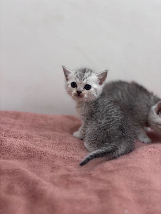 Котята Скотиш страйт