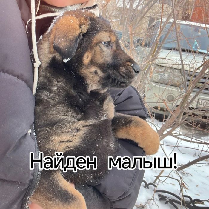 Отдаю щенка в надёжные руки.