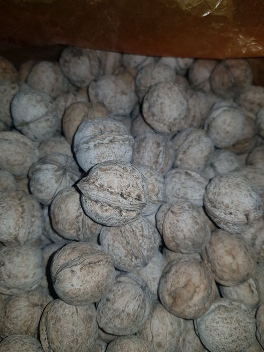 Орехи   крупные.