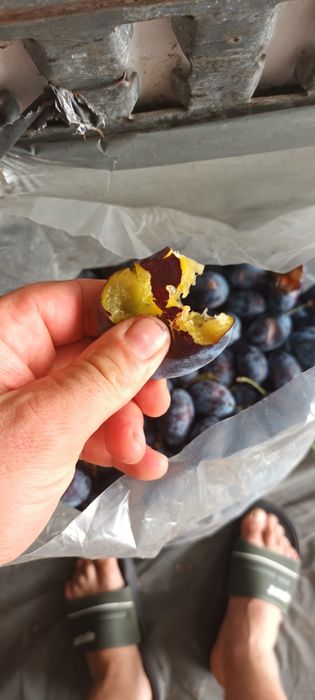 Prune pentru tuica