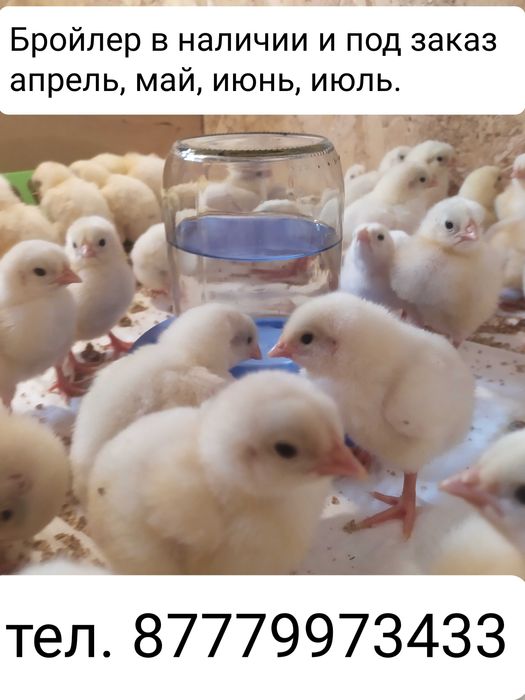 Цыпленок бройлера в продаже.