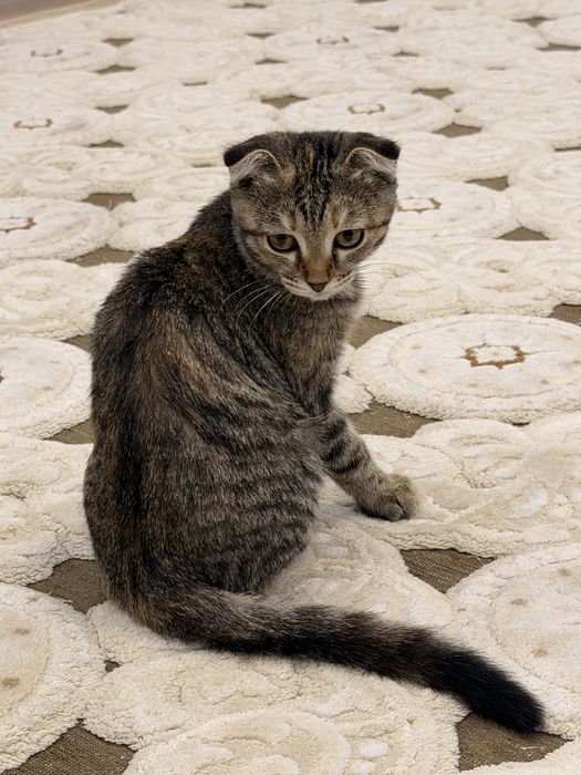 Отдам котенка в добрые руки