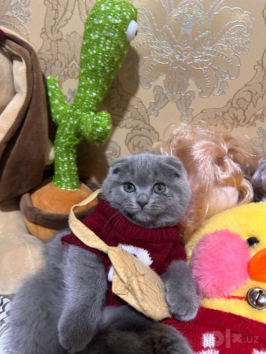 Продаются срочно милые  чистокровные котята