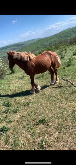 Vând mânz de un an și 9 luni
