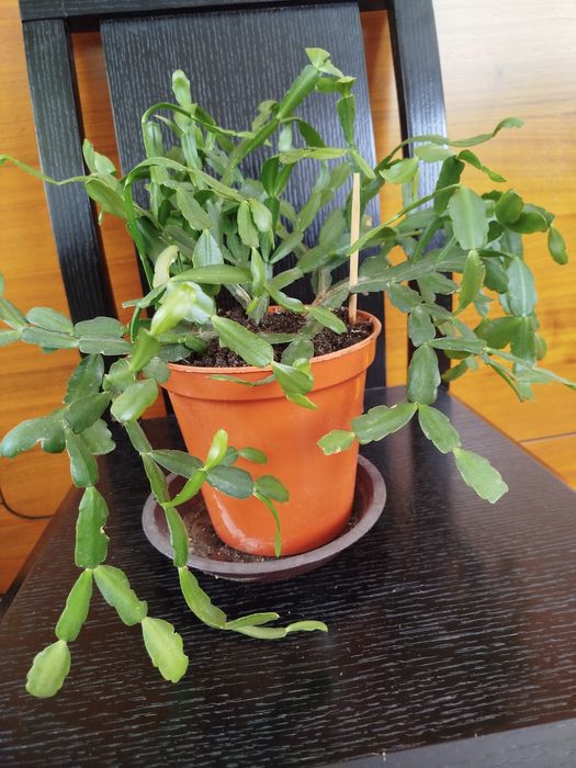 Продам комнатные цветы