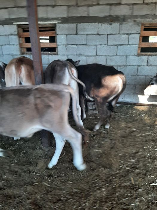 Продаются телята