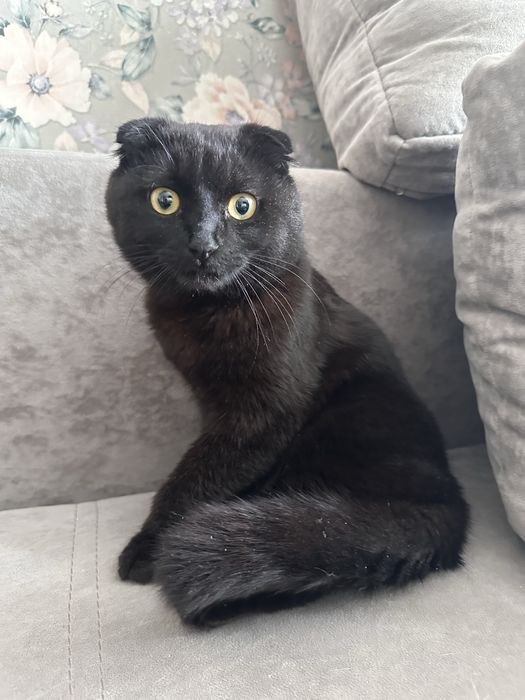 Отдам котика подобрали на улице