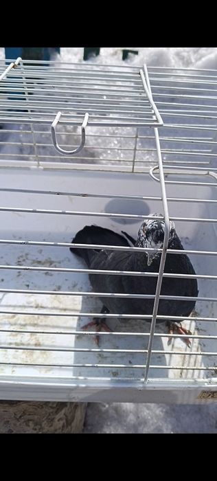 Продам голубей!!!