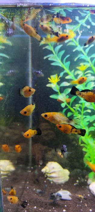 Рыбы - Сапфировые попугаи и моллинезии