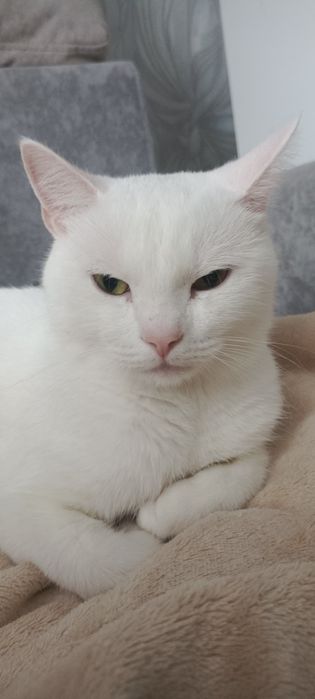 Отдается в добрые руки котик