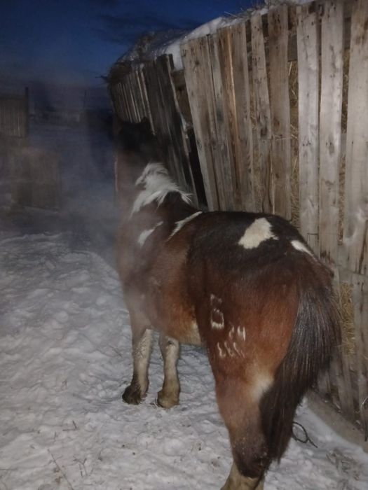 Тай сатамын еркек