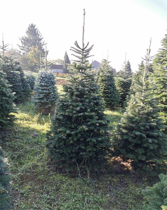 Brazi arginti si verzi