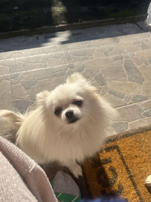 Femela adult mini Pomeranian FCI