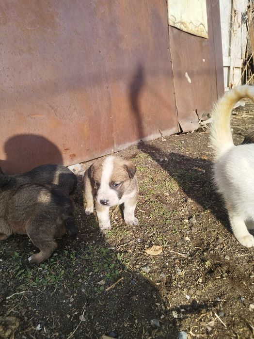 Щенки азиат, мать охотничья