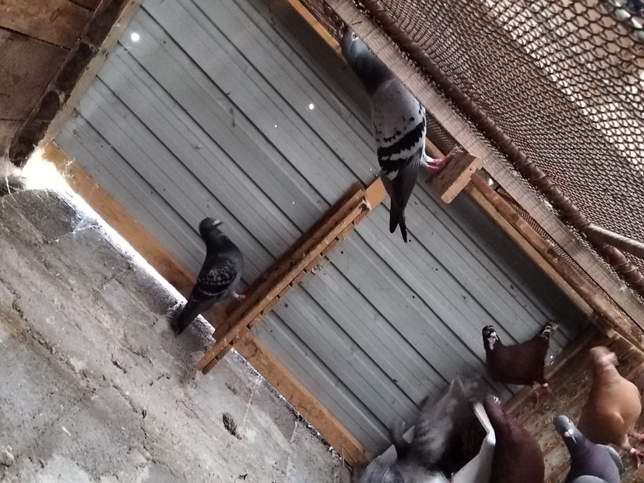 Voiajori sportivi și standard