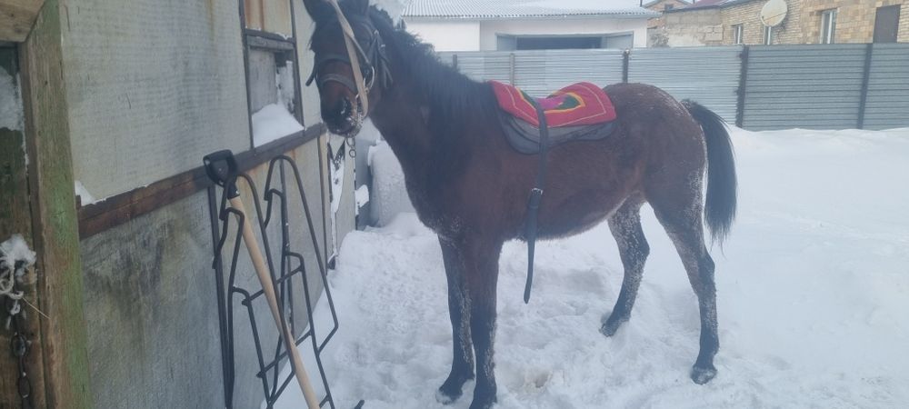 Продаётся лошадь