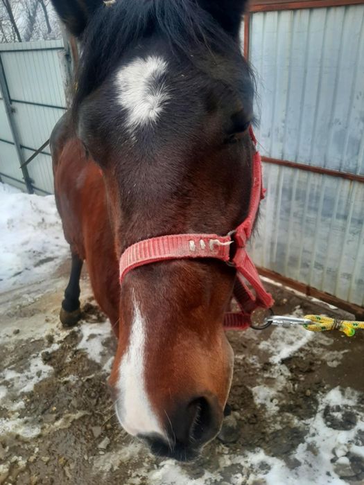 Iapă 4 ani și mânza 5 luni