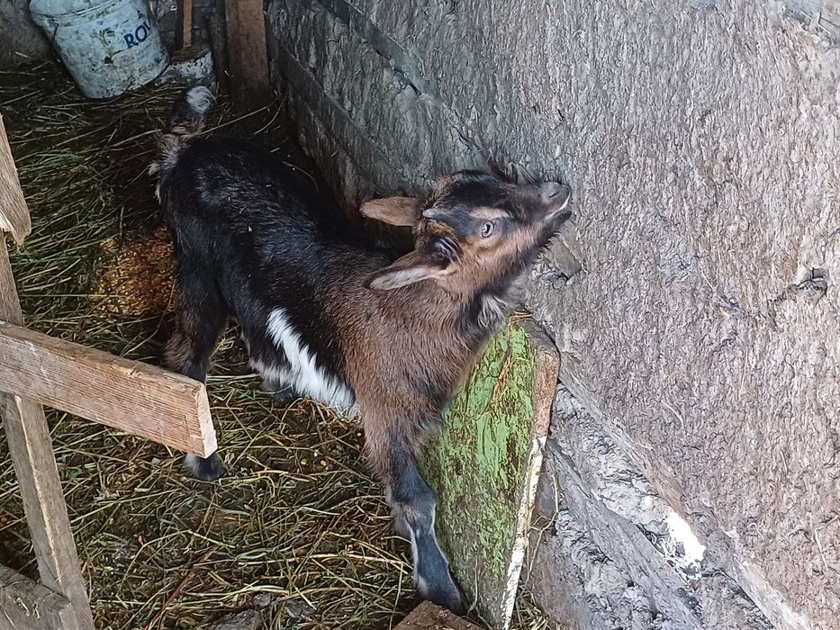 Vind iedite alpin francez