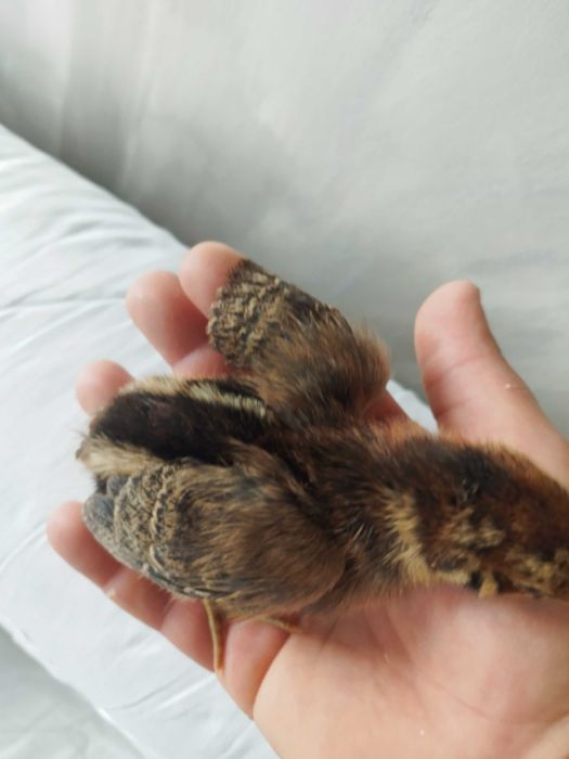 Pui găina rasă mixtă, austrolorp