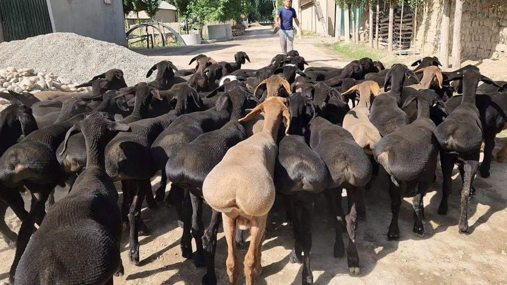 Қўйлар тирик вазнда ва сўйиб бериш хизматлари