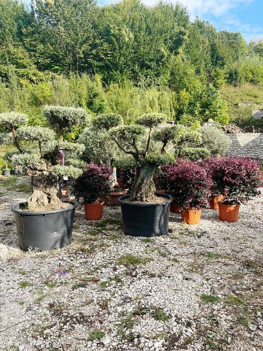 Amenajări Verzi pentru un Decor Exterior deosebit