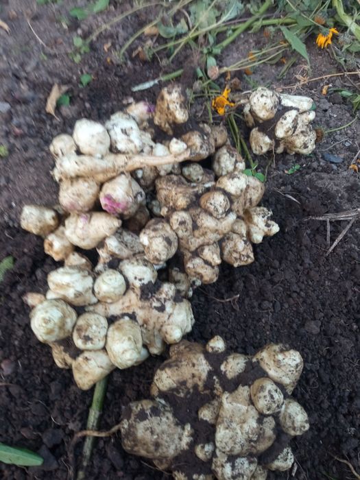 Продам топинамбур