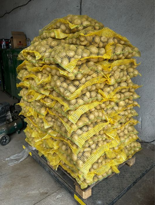 Картофи сорт сорая – фракция 50+