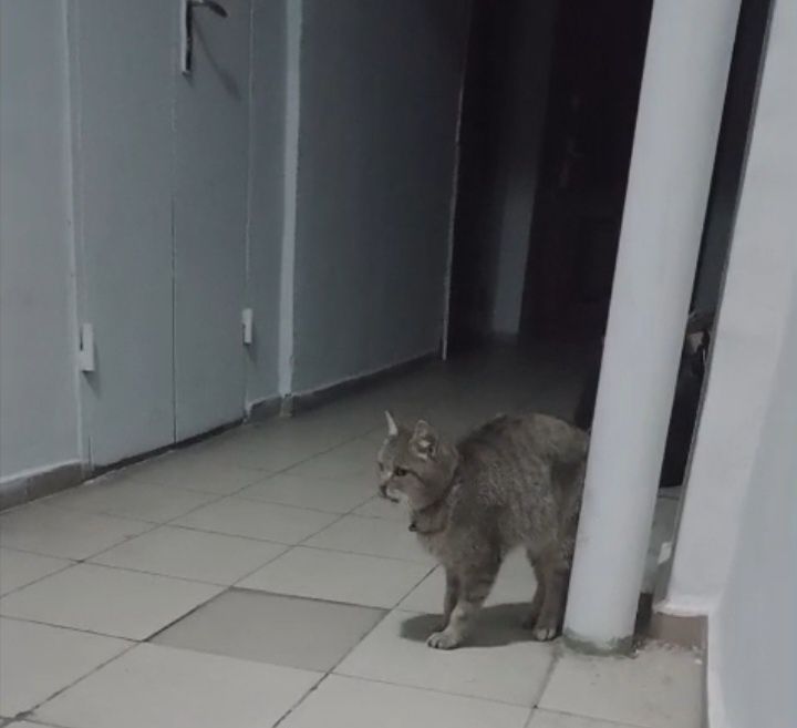 Найдена кошка с ошейником,  ищем хозяев