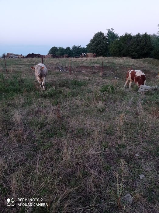 Vitei de vânzare