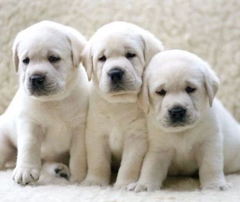 Малышата Лабрадор Ретривер