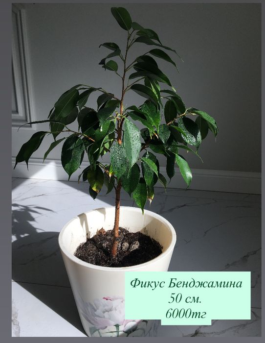 Комнатные растения