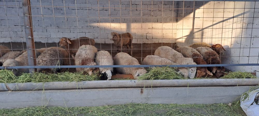 Тоқты, қой сатамыз, байланған