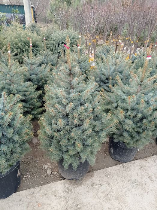 Yel Galuboyyel Gallubayyel Yel