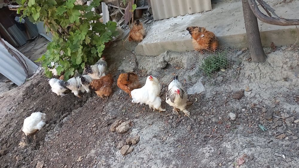 Tovuq sotamiz burama