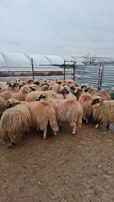 Vand 40 de oi tinere