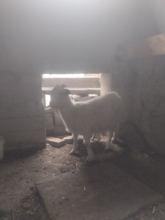 Boʻgʻoz echki sotiladi