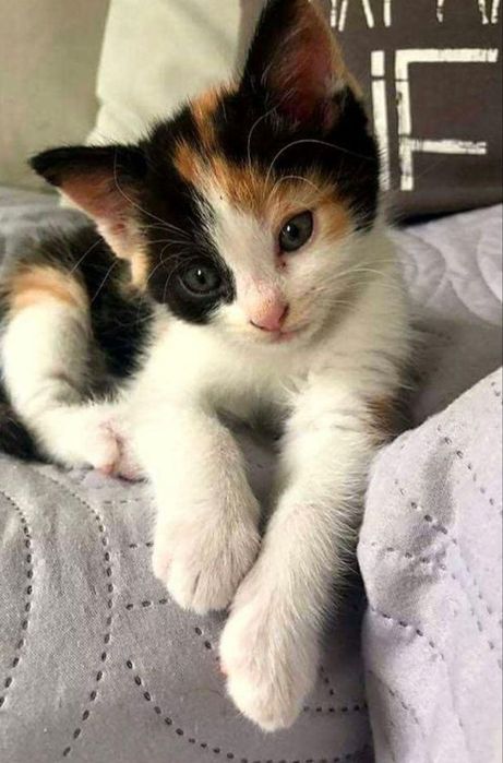 Отдам бесплатно котят