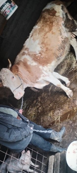 Vând Vacă Bălțată Românească Gestantă