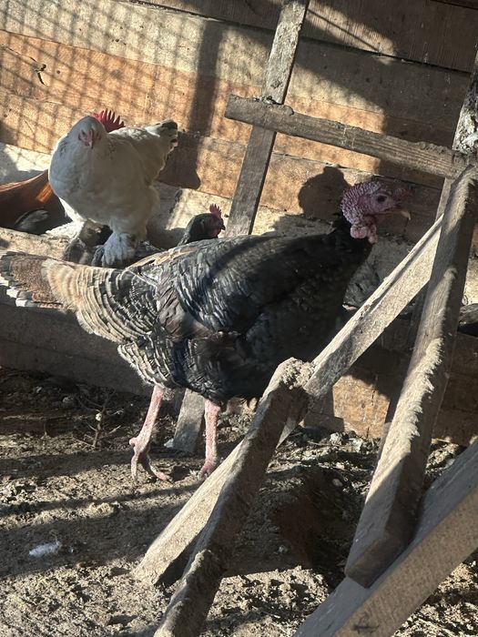 Продам индюк жырныи