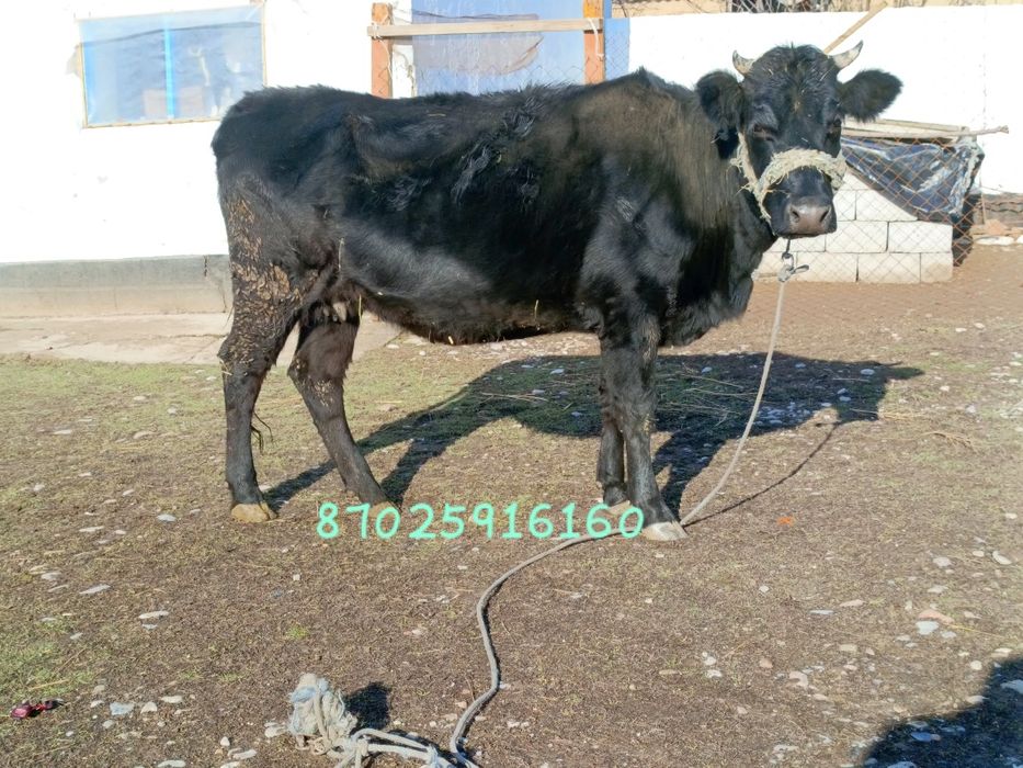 Сиыр, қара мал .