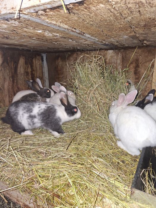 Disponibili iepurași hycole francez