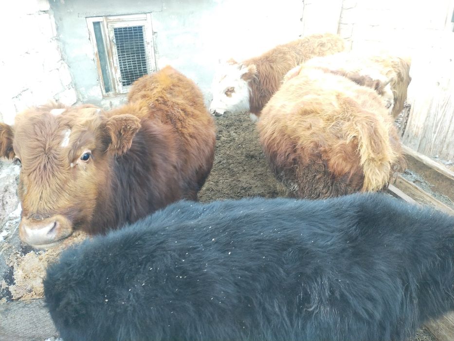 Продам телят ,,,