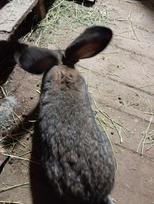 Кролики Қоян коян