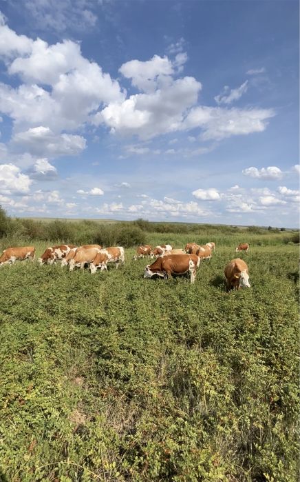 Сементал сиырлар сатылады
